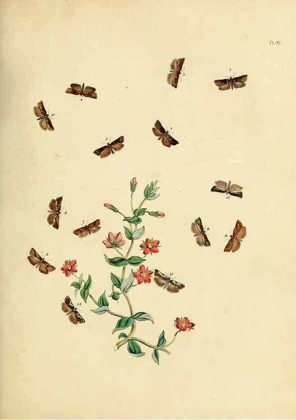 Reproducción/Reproduction 9216295725: British moths and their transformations.. London :W. Smith,1843-45.