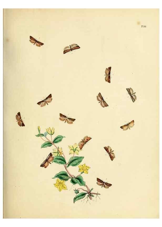 Reproducción/Reproduction 9219070778: British moths and their transformations.. London :W. Smith,1843-45.