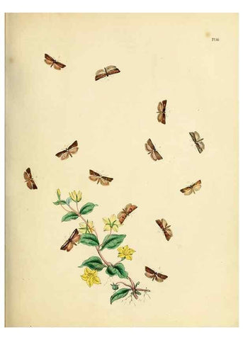 Reproducción/Reproduction 9219070778: British moths and their transformations.. London :W. Smith,1843-45.