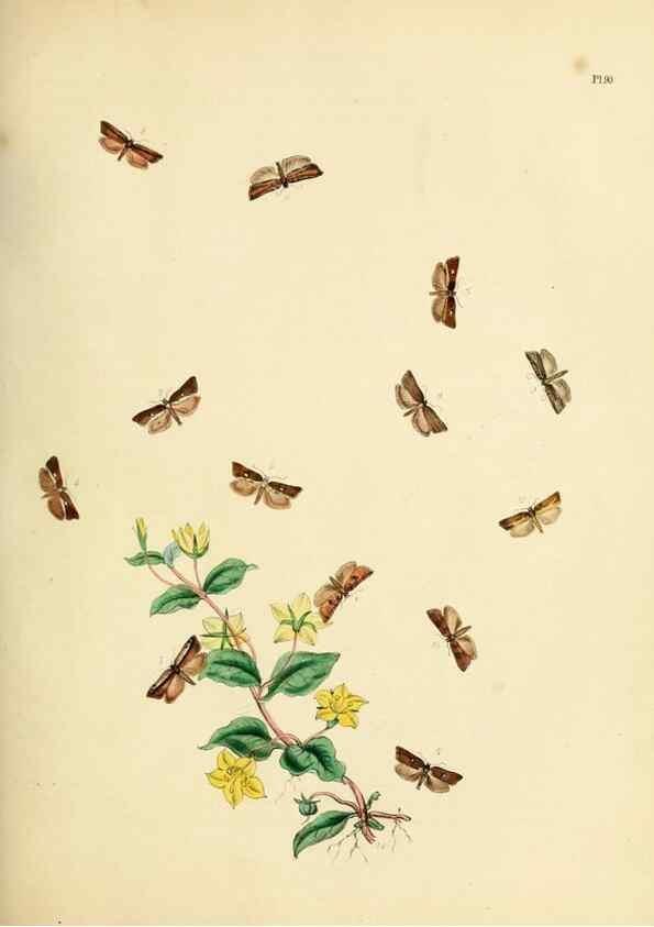 Reproducción/Reproduction 9219070778: British moths and their transformations.. London :W. Smith,1843-45.