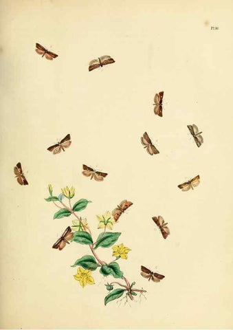 Reproducción/Reproduction 9219070778: British moths and their transformations.. London :W. Smith,1843-45.
