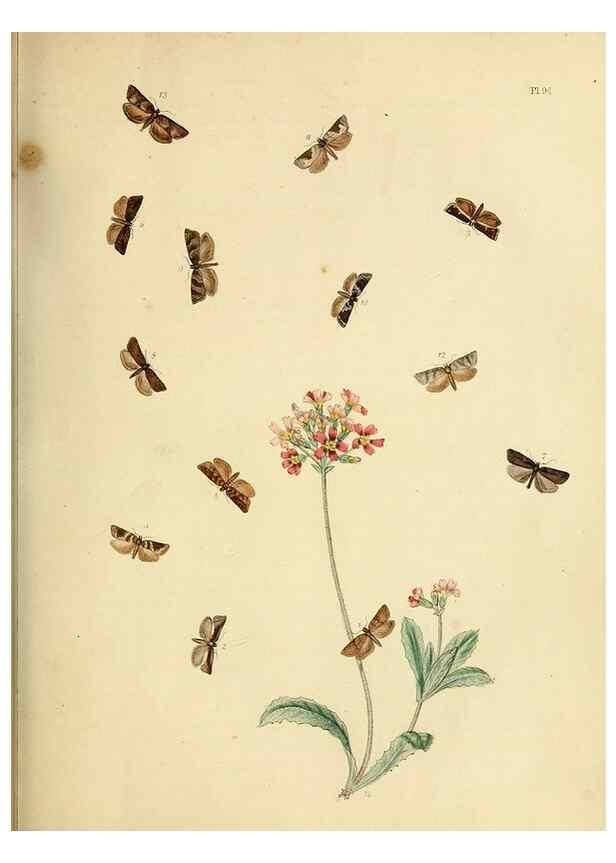 Reproducción/Reproduction 9216297861: British moths and their transformations.. London :W. Smith,1843-45.