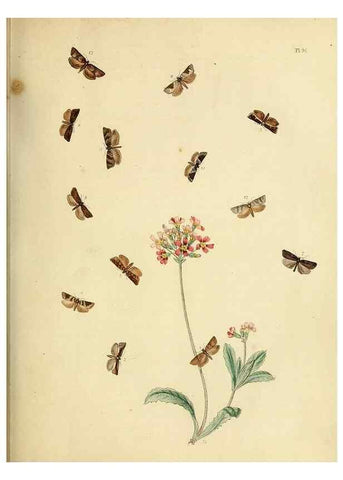 Reproducción/Reproduction 9216297861: British moths and their transformations.. London :W. Smith,1843-45.
