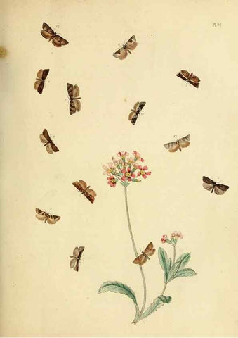Reproducción/Reproduction 9216297861: British moths and their transformations.. London :W. Smith,1843-45.