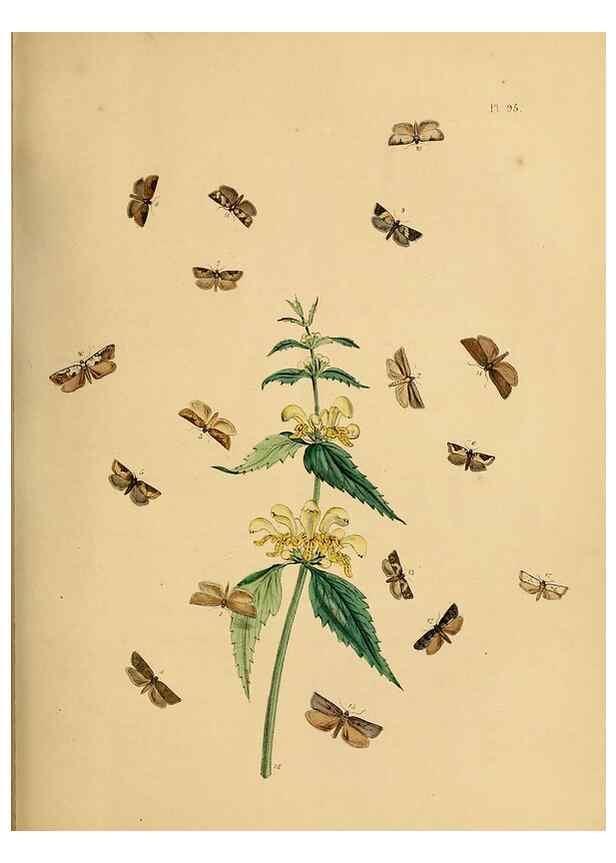 Reproducción/Reproduction 9216298909: British moths and their transformations.. London :W. Smith,1843-45.