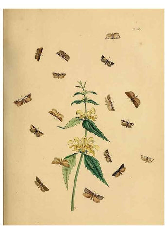 Reproducción/Reproduction 9216298909: British moths and their transformations.. London :W. Smith,1843-45.