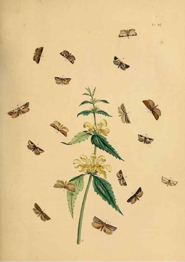 Reproducción/Reproduction 9216298909: British moths and their transformations.. London :W. Smith,1843-45.