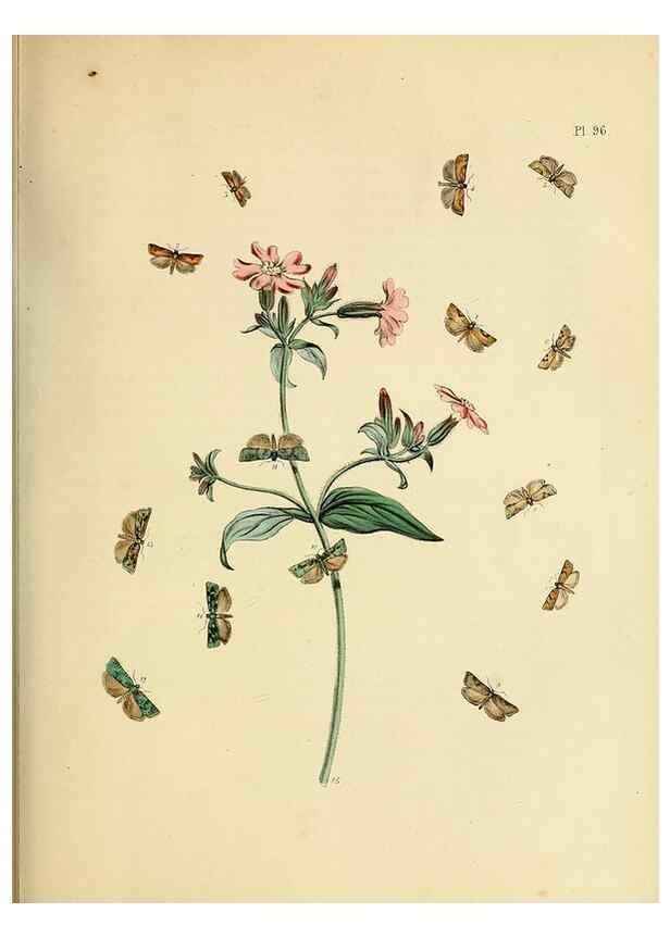 Reproducción/Reproduction 9216300195: British moths and their transformations.. London :W. Smith,1843-45.