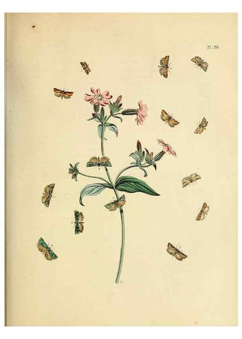 Reproducción/Reproduction 9216300195: British moths and their transformations.. London :W. Smith,1843-45.