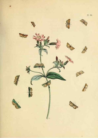 Reproducción/Reproduction 9216300195: British moths and their transformations.. London :W. Smith,1843-45.
