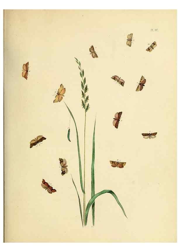 Reproducción/Reproduction 9219075310: British moths and their transformations.. London :W. Smith,1843-45.