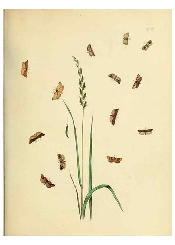 Reproducción/Reproduction 9219075310: British moths and their transformations.. London :W. Smith,1843-45.