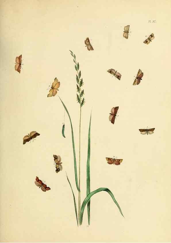 Reproducción/Reproduction 9219075310: British moths and their transformations.. London :W. Smith,1843-45.