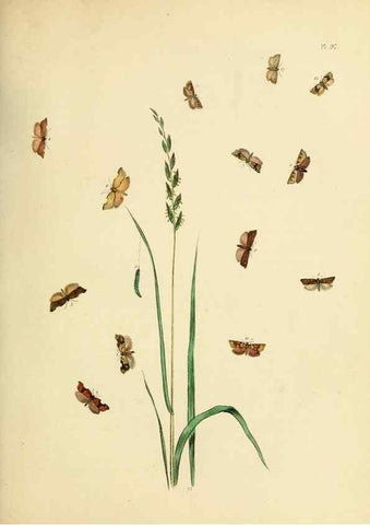 Reproducción/Reproduction 9219075310: British moths and their transformations.. London :W. Smith,1843-45.
