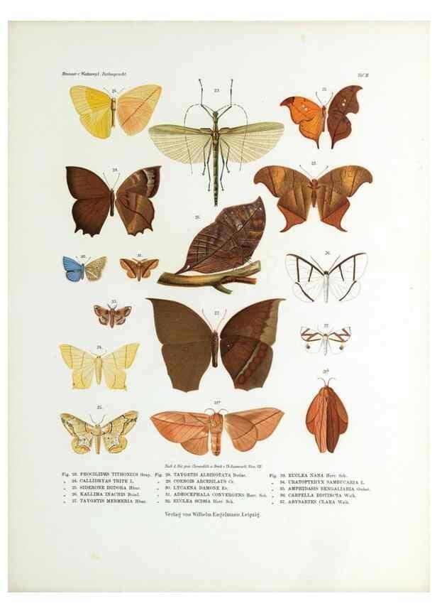 Reproducción/Reproduction 9237130135: Betrachtungen uber die Farbenpracht der Insekten,. Leipzig,Wilhelm Engelmann,1897.