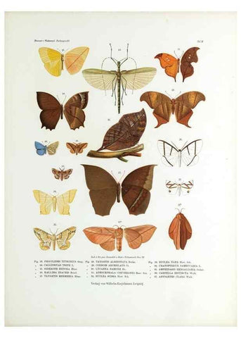 Reproducción/Reproduction 9237130135: Betrachtungen uber die Farbenpracht der Insekten,. Leipzig,Wilhelm Engelmann,1897.