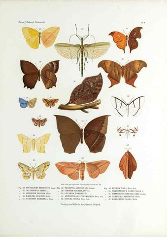 Reproducción/Reproduction 9237130135: Betrachtungen uber die Farbenpracht der Insekten,. Leipzig,Wilhelm Engelmann,1897.