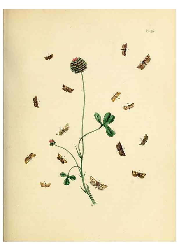 Reproducción/Reproduction 9219076350: British moths and their transformations.. London :W. Smith,1843-45.