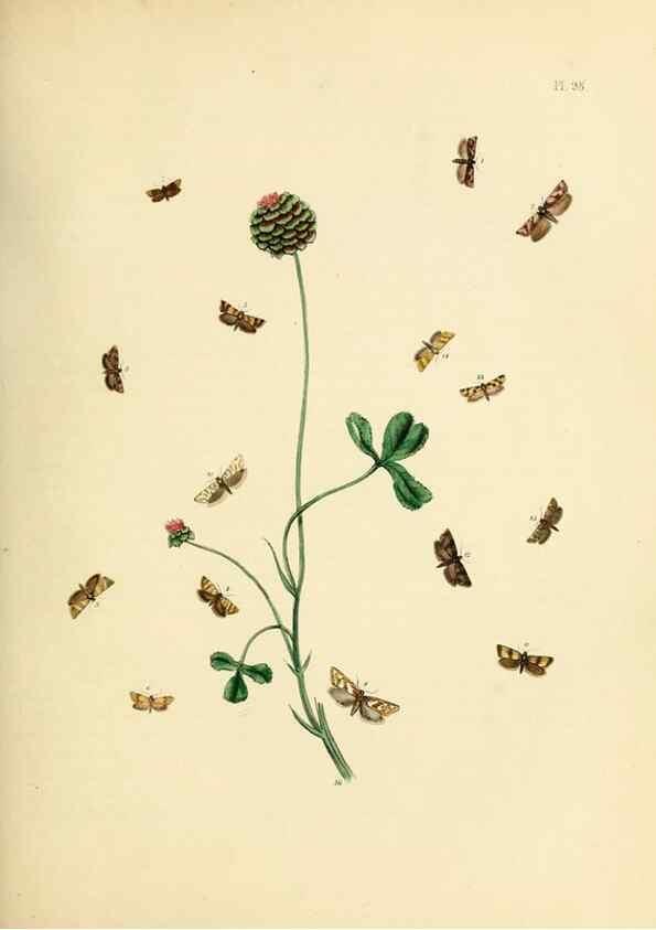 Reproducción/Reproduction 9219076350: British moths and their transformations.. London :W. Smith,1843-45.