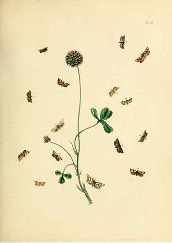 Reproducción/Reproduction 9219076350: British moths and their transformations.. London :W. Smith,1843-45.