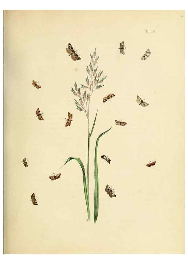 Reproducción/Reproduction 9219078420: British moths and their transformations.. London :W. Smith,1843-45.