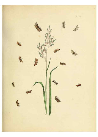 Reproducción/Reproduction 9219078420: British moths and their transformations.. London :W. Smith,1843-45.
