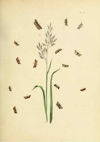Reproducción/Reproduction 9219078420: British moths and their transformations.. London :W. Smith,1843-45.