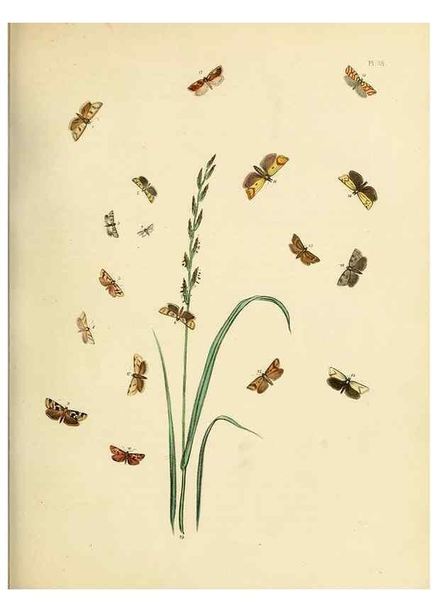 Reproducción/Reproduction 9219079522: British moths and their transformations.. London :W. Smith,1843-45.