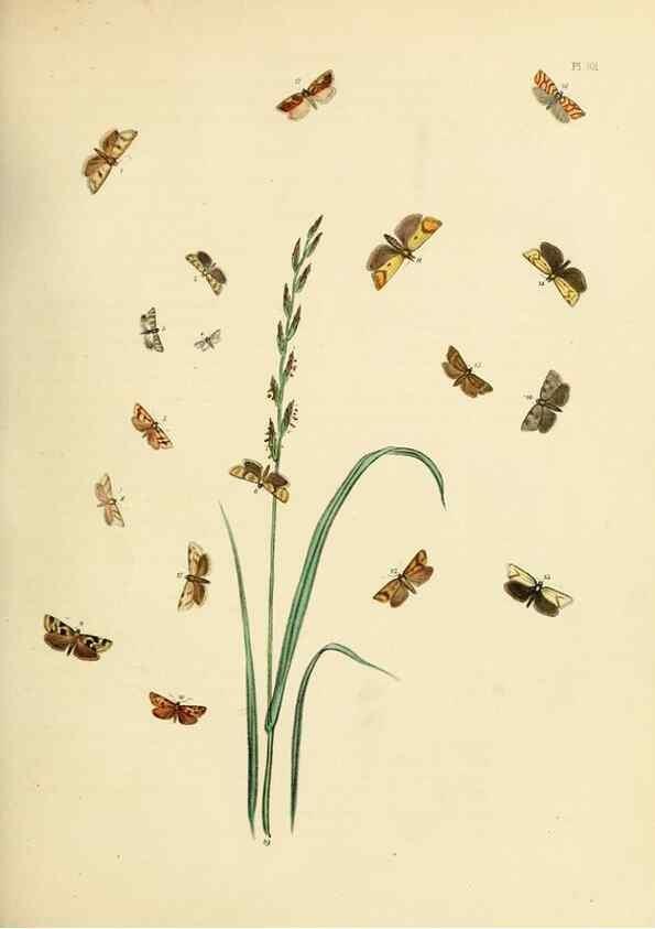Reproducción/Reproduction 9219079522: British moths and their transformations.. London :W. Smith,1843-45.