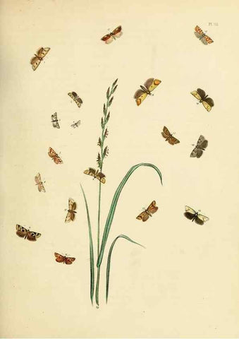 Reproducción/Reproduction 9219079522: British moths and their transformations.. London :W. Smith,1843-45.