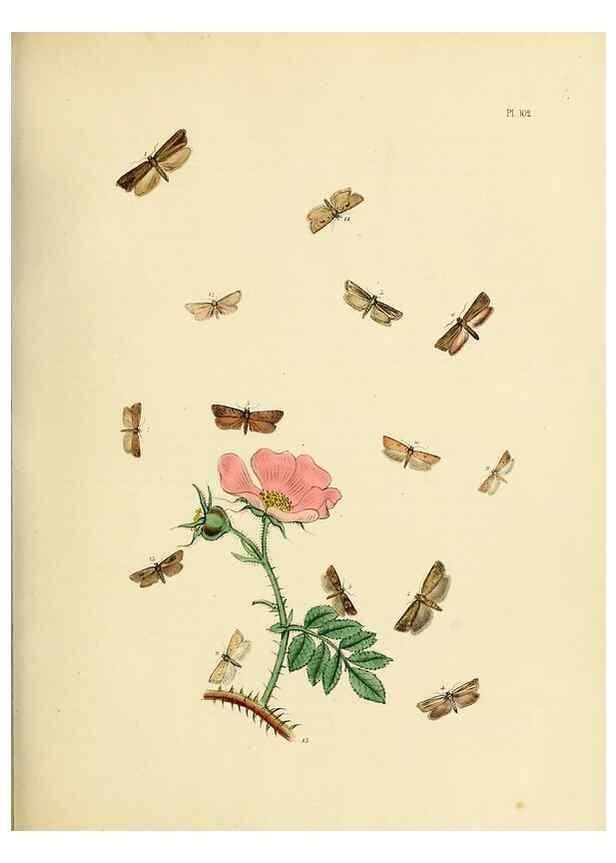 Reproducción/Reproduction 9216306497: British moths and their transformations.. London :W. Smith,1843-45.