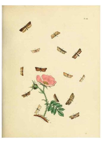 Reproducción/Reproduction 9216306497: British moths and their transformations.. London :W. Smith,1843-45.