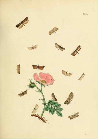 Reproducción/Reproduction 9216306497: British moths and their transformations.. London :W. Smith,1843-45.