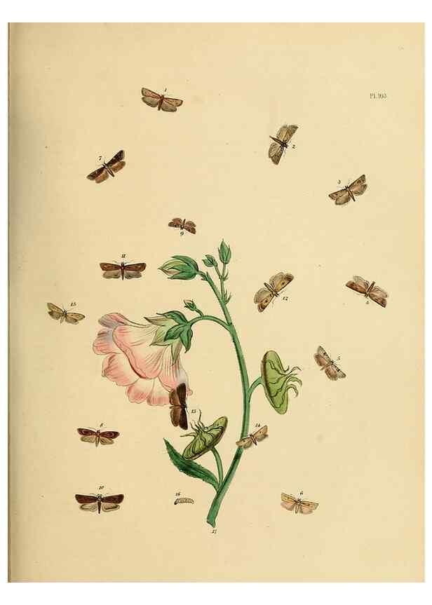 Reproducción/Reproduction 9216307601: British moths and their transformations.. London :W. Smith,1843-45.