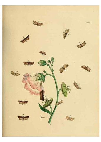 Reproducción/Reproduction 9216307601: British moths and their transformations.. London :W. Smith,1843-45.