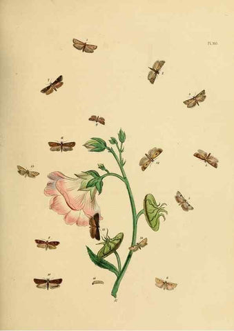 Reproducción/Reproduction 9216307601: British moths and their transformations.. London :W. Smith,1843-45.