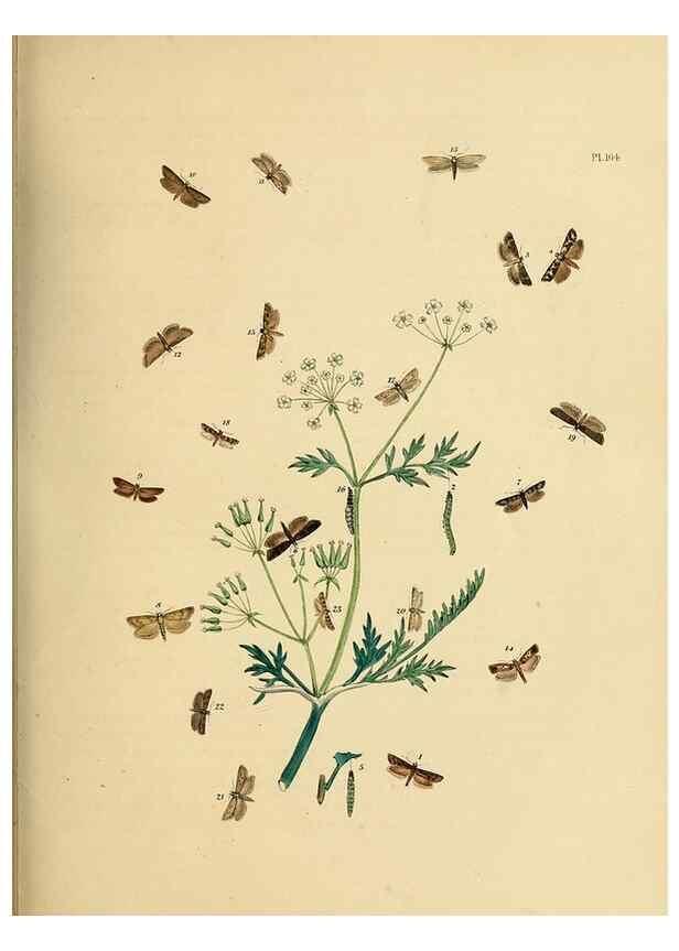 Reproducción/Reproduction 9216308667: British moths and their transformations.. London :W. Smith,1843-45.