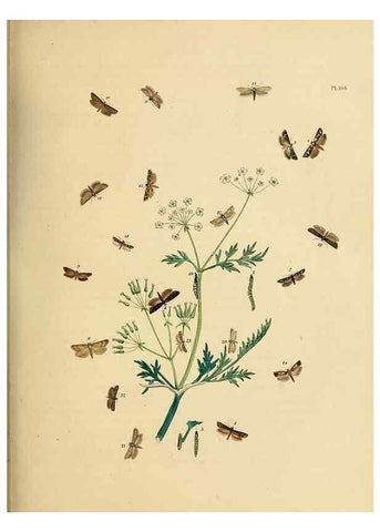 Reproducción/Reproduction 9216308667: British moths and their transformations.. London :W. Smith,1843-45.