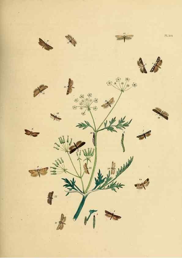 Reproducción/Reproduction 9216308667: British moths and their transformations.. London :W. Smith,1843-45.