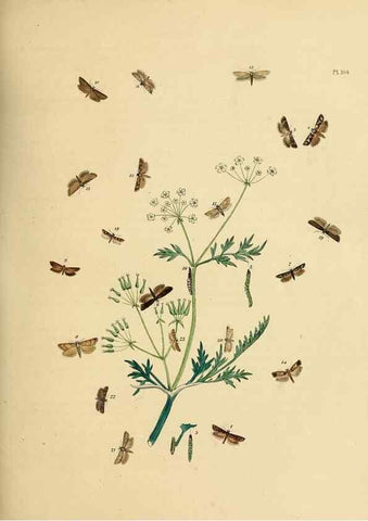 Reproducción/Reproduction 9216308667: British moths and their transformations.. London :W. Smith,1843-45.