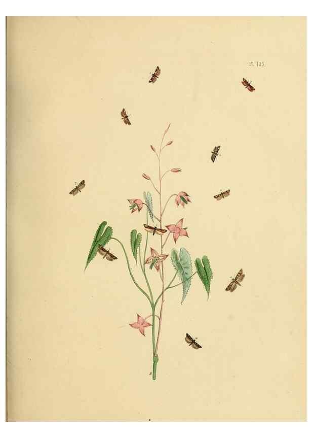Reproducción/Reproduction 9219083420: British moths and their transformations.. London :W. Smith,1843-45.