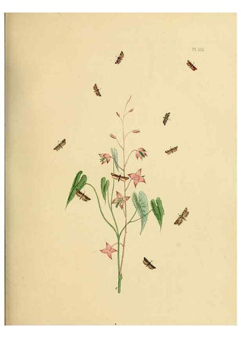 Reproducción/Reproduction 9219083420: British moths and their transformations.. London :W. Smith,1843-45.