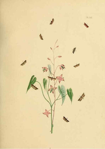 Reproducción/Reproduction 9219083420: British moths and their transformations.. London :W. Smith,1843-45.