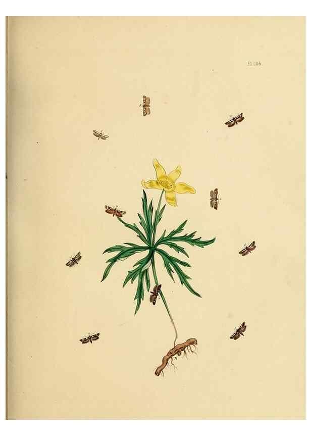 Reproducción/Reproduction 9219084390: British moths and their transformations.. London :W. Smith,1843-45.