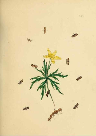 Reproducción/Reproduction 9219084390: British moths and their transformations.. London :W. Smith,1843-45.