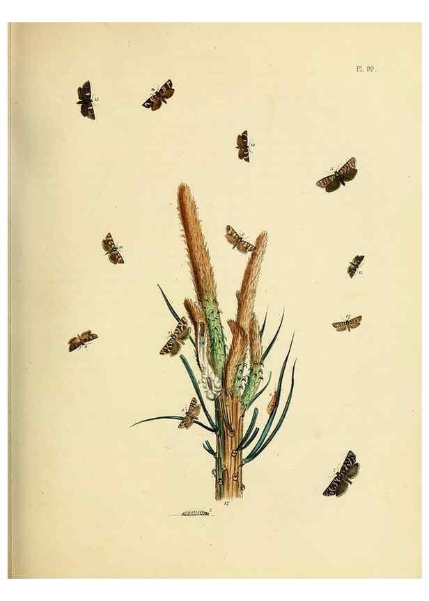 Reproducción/Reproduction 9219077452: British moths and their transformations.. London :W. Smith,1843-45.