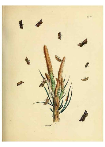 Reproducción/Reproduction 9219077452: British moths and their transformations.. London :W. Smith,1843-45.