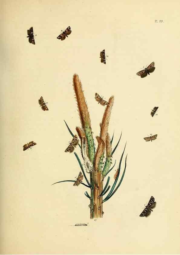 Reproducción/Reproduction 9219077452: British moths and their transformations.. London :W. Smith,1843-45.
