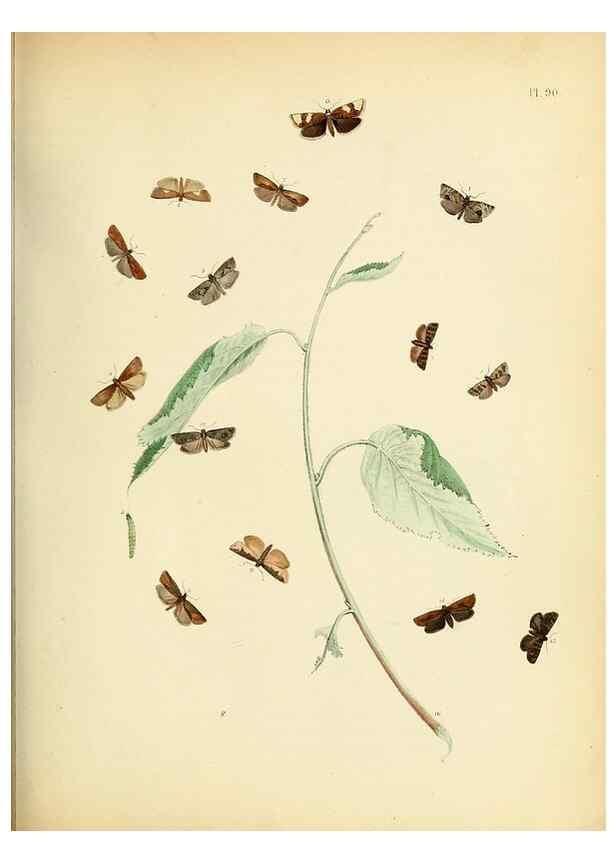 Reproducción/Reproduction 9216293597: British moths and their transformations.. London :W. Smith,1843-45.