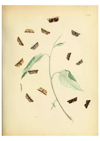 Reproducción/Reproduction 9216293597: British moths and their transformations.. London :W. Smith,1843-45.